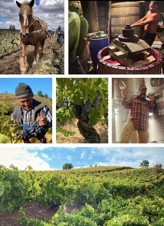 Handpicked Wines