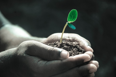 Händer som håller en liten planta i jord.