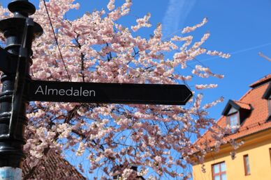 Vägvisare till Almedalen framför blommande körsbärsträd och hus under blå himmel