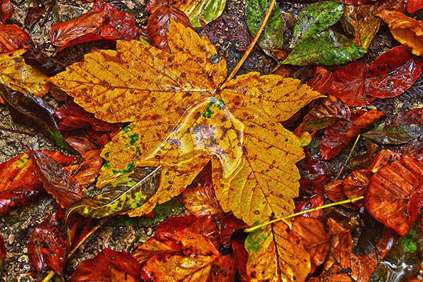 Blöta fallna löv på marken. Foto: Pixabay
