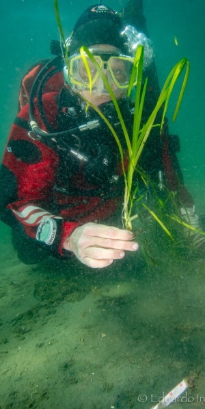 Undervattensfoto på dykare som håller i en ålgräsplanta.