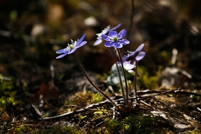 Blå blommor i solljus på nära håll.