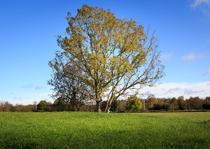 Bild på stort träd på en slätt