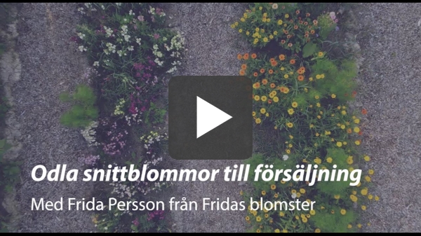 Odla snittblommor till försäljning med Fridas Persson från Fridas blomster