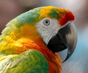 En papegoja. Den är färgglad i gröna, gula, röda och orangea toner.
