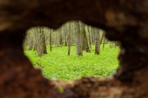 Bild som visar ett litet stycke grön natur sett genom ett hål i en trädstam.