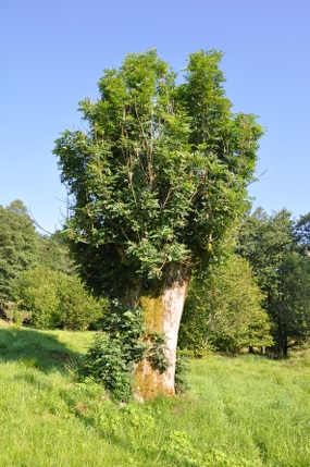 Bild på hamlat träd, arten ask.