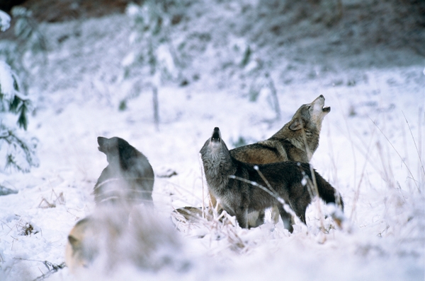 En flock med ylande vargar i vinterlandskap