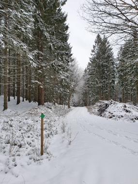 Snöig skogsväg mellan granar.