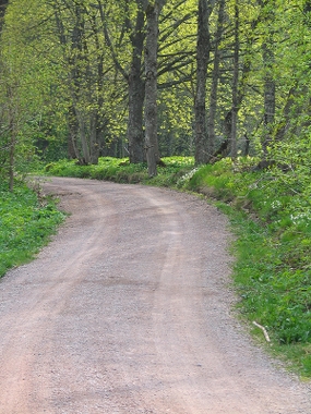 Bild på en väg med skog omkring