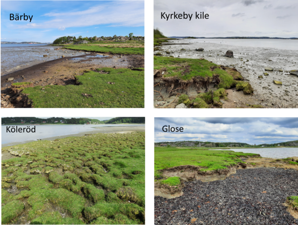 Fyra olika bilder som visar en kustmiljö med lågvatten och strandängar som eroderar.