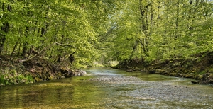 Lugn flod omgiven av grönskande träd i ett skogslandskap.