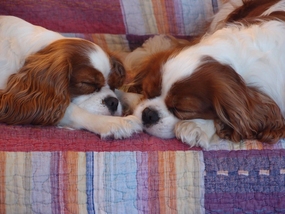 Hundar som sover nos mot nos