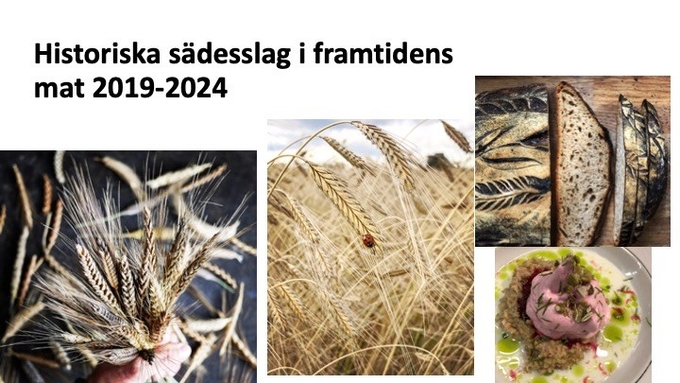 Se slutseminariet fr&#229;n projektet ”Historiska s&#228;desslag i framtidens mat” | slu.se