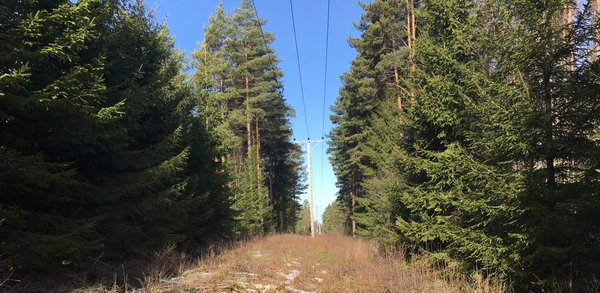 Ledningsgata med höga granar på vardera sida under en klarblå himmel.