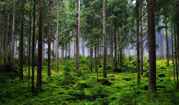 Granskog. Foto: Pixabay.
