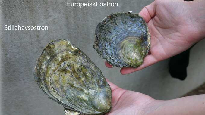 Stillahavsostron, en både främmande och bekant art