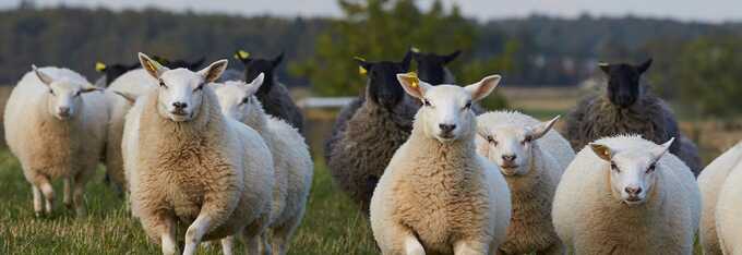 Cirkularitet | Svenskt Kött