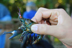 Experten: Så bra blir kräftfisket i år | slu.se