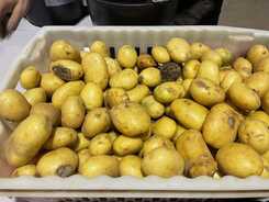 SkördePlus – nytt verktyg för att mer potatis och morötter ska bli mat