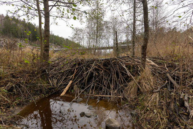 Bäverdämme. Foto: Lars Molander