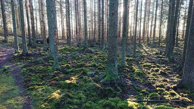 Vildsvinsbök i skogen. Foto: Regina Fernemar