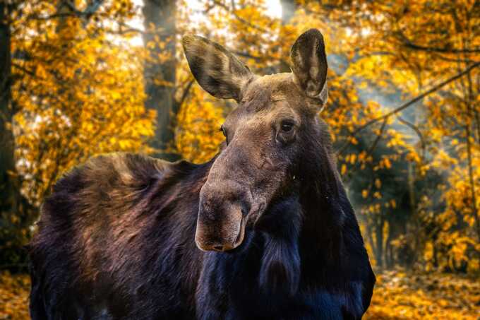 Älgko Foto: Pixabay G. Paoulsen 