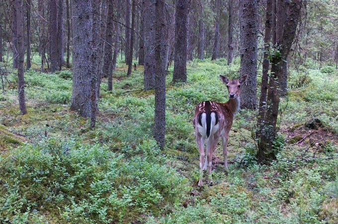 Dovhjort i skog. Foto: Länsstyrelsen