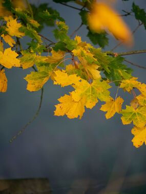 Löv på gren. Foto: Josefin Nilsson. 