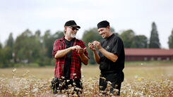 Nya gröna proteiner – från fält till tallrik i Värmland