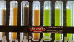 Mikroalger ska omvandla restvatten till värdefull resurs 