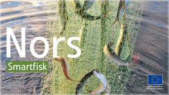 Nors – liten fisk med stor potential