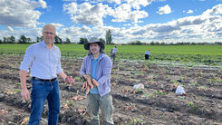 Här skördas sötpotatisen på jakt efter framtidens sorter | slu.se