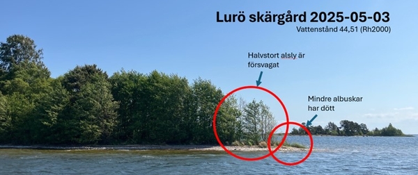 Lurö skärgård i maj 2025 där man kan se en viss (svag) påverkan på strandvegetationen på den yttre/lägre delen av stranden, Foto: Gunnar Lagerkvist.