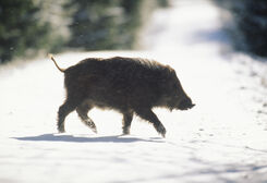 Bättre förutsättningar för vildsvinsköttets väg från skog till matbord