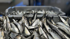 Sillen i fokus – SLU:s forskare svarar på frågor | slu.se