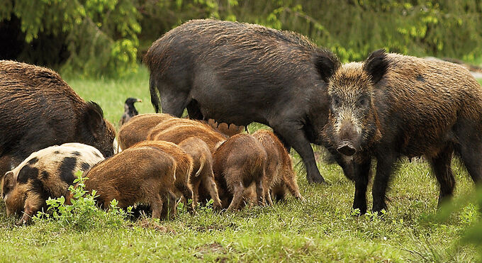 Foto: Naturvårdsverket