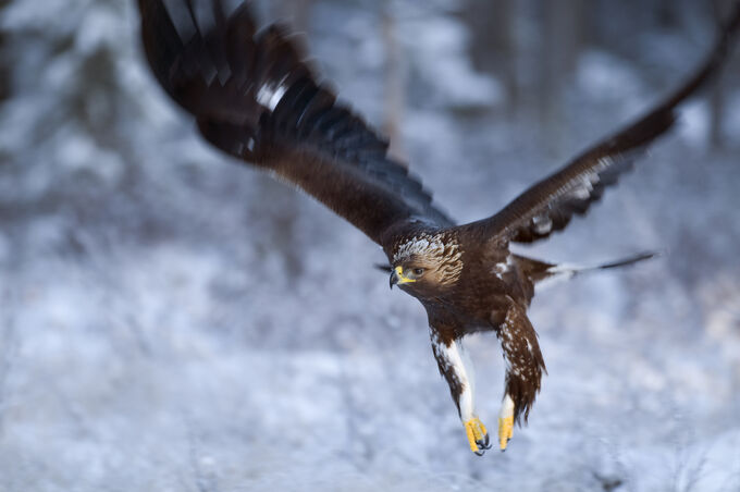 Kungsörn Foto: Länsstyrelsen