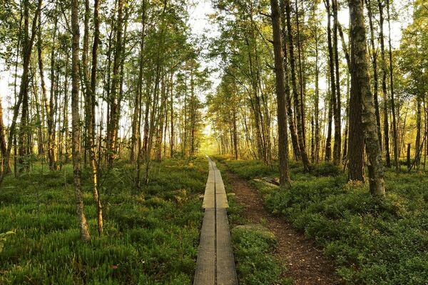 Skog med spång att gå på. Foto: Pixabay.