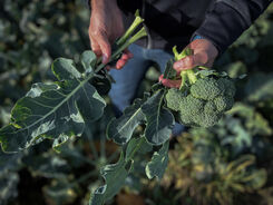 Halva broccolin lämnas kvar på åkern&nbsp;– nu tas bladen tillvara med IKEA