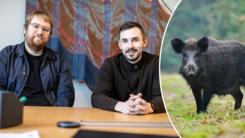 Kommunen startar vildsvinsbekämpning - Alekuriren