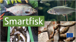 Artikelserie om smartfiskar