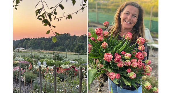 Studiebesök hos Dalblomster