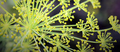 Dill i svensk matkultur | slu.se