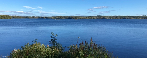 Utsikt över stilla blå sjö med strandvegetation i förgrunden och trädklädda holmar i fjärran.