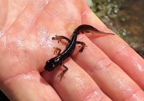 Liten salamander i en öppen hand över vatten