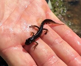 Liten mörk salamander som vilar i en öppen, våt hand över vatten