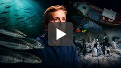 Vad händer när strömmingen försvinner? - Fatta forskningen med Ulf Bergström