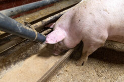 SLU-forskning: Svampprotein ett nytt alternativ till soja i grisfoder | slu.se