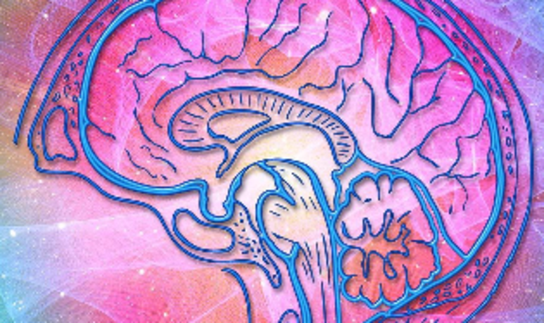 Färgglad illustration av en mänsklig hjärna i profil.